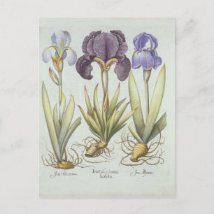 Three Varieties of Rhizomatous Beardless Irises Postcard
