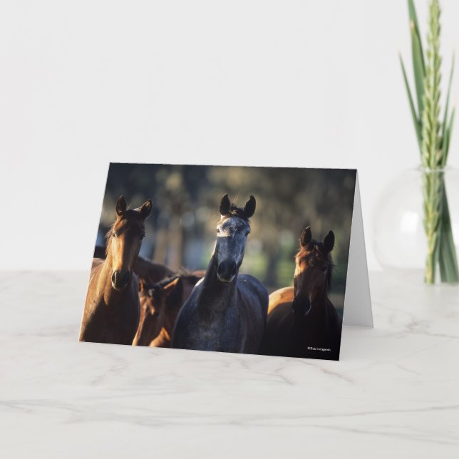 Three Warmbloods Standing together backlit Card (Front)