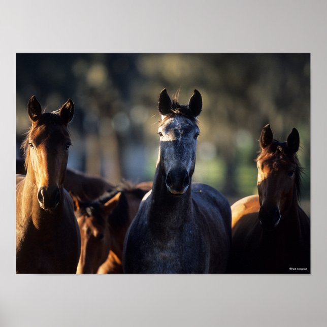 Three Warmbloods Standing together backlit Poster (Front)