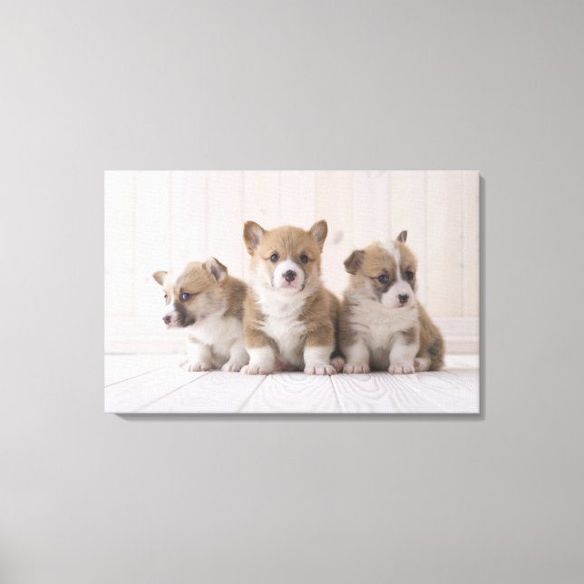 Three Welsh Corgi Canvas Print (Front)