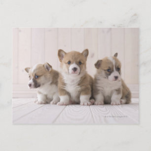Three Welsh Corgi Postcard