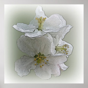 three white flowers poster