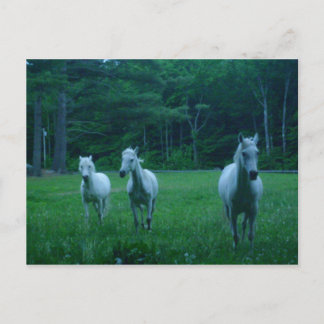 Three White Horses Postcard