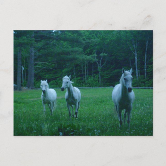 Three White Horses Postcard (Front)