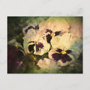 Three White Pansies (textured) Postcard