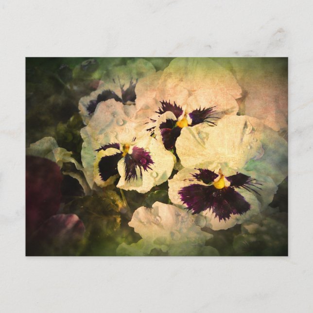 Three White Pansies (textured) Postcard (Front)