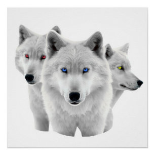 Three White Wolves Poster