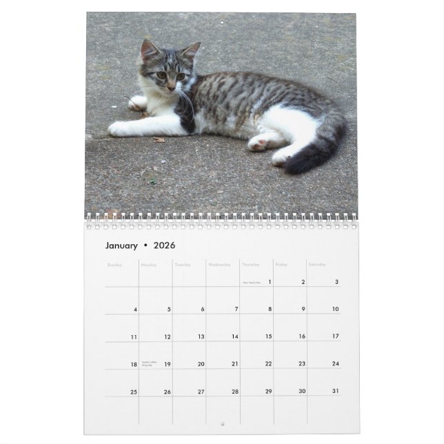 Three Wild Kittens Calendar (Jan 2026)