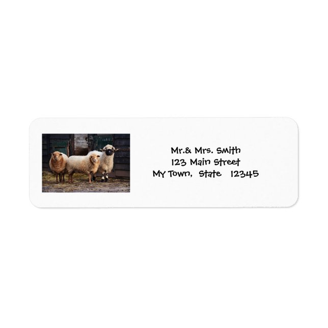 Three Wooley Sheep In A Barn or Farm (Front)