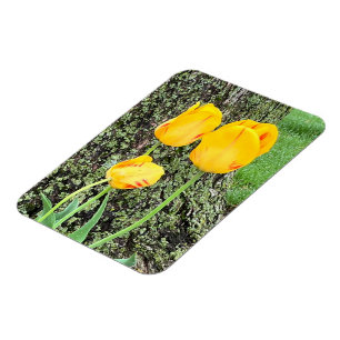 Three Yellow Tulips / Flexible Magnet