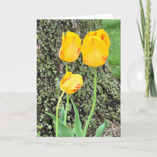 Three Yellow Tulips / Note Card