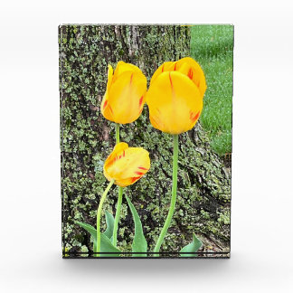 Three Yellow Tulips / Photo Block