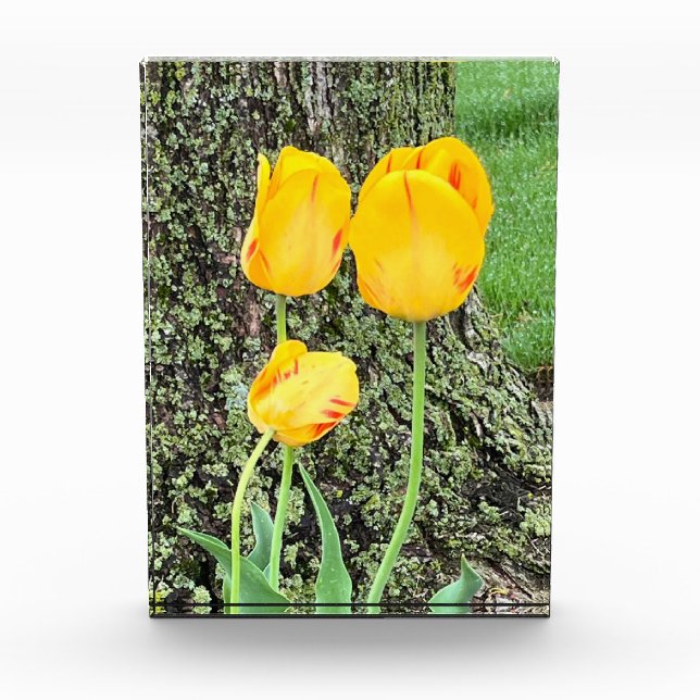 Three Yellow Tulips / Photo Block (Front)