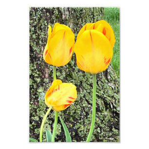 Three Yellow Tulips / Photo Print