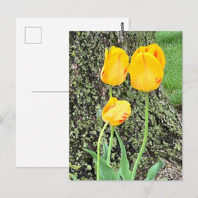 Three Yellow Tulips / Postcard (Front/Back)