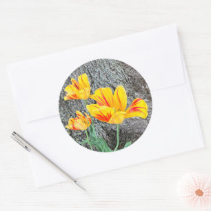 Three Yellow Tulips Sequel /  Classic Round Sticker