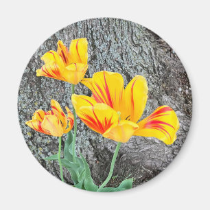 Three Yellow Tulips Sequel /  Magnet