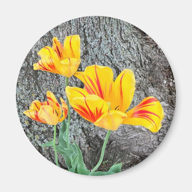 Three Yellow Tulips Sequel /  Magnet (Front)
