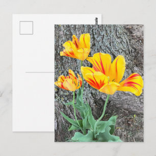 Three Yellow Tulips Sequel / Postcard