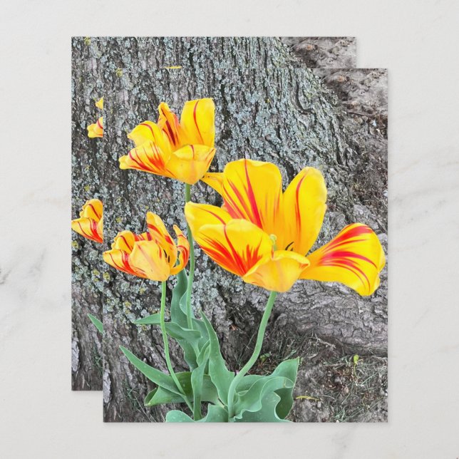 Three Yellow Tulips Sequel / Scrapbook Paper (Front/Back)