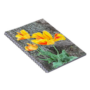 Three Yellow Tulips Sequel / Spiral Notebook