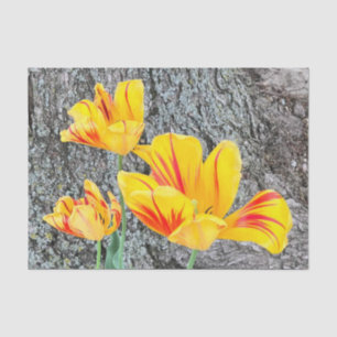 Three Yellow Tulips Sequel / Tissue Paper