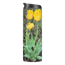 Three Yellow Tulips /