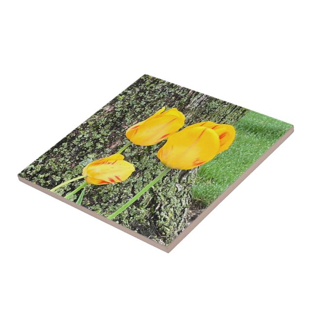 Three Yellow Tulips / Tile (Side)