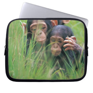 Three young Chimpanzees (Pan troglodytes) in Laptop Sleeve