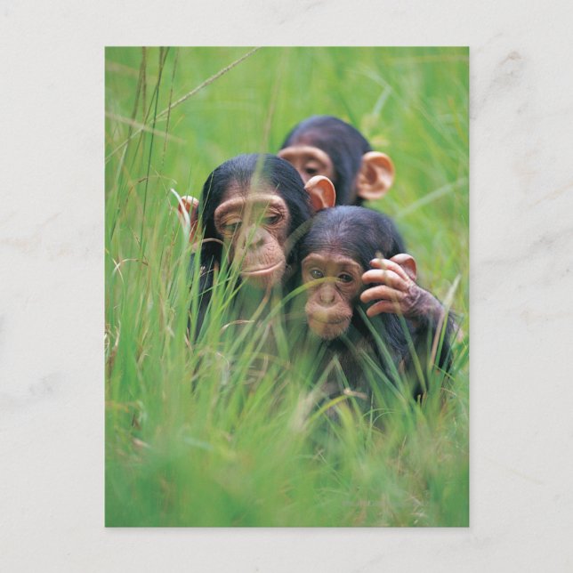 Three young Chimpanzees (Pan troglodytes) in Postcard (Front)