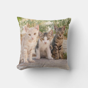 Three young cute cat kittens sit friendly together cushion