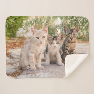 Three young cute cat kittens sit friendly together sherpa blanket