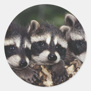 Three Young Raccoons Classic Round Sticker