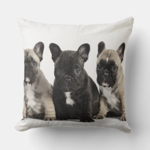 Threee Pedigree Puppies Cushion