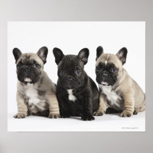 Threee Pedigree Puppies Poster