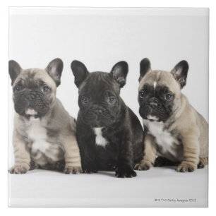 Threee Pedigree Puppies Tile