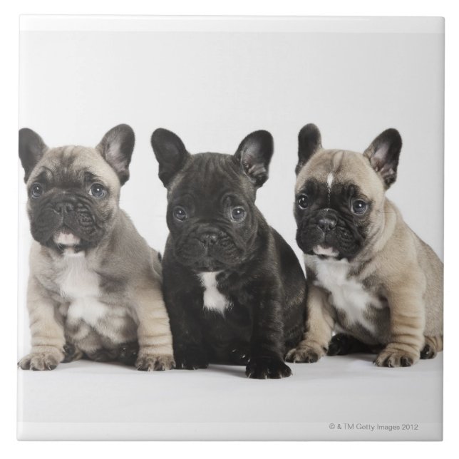 Threee Pedigree Puppies Tile (Front)