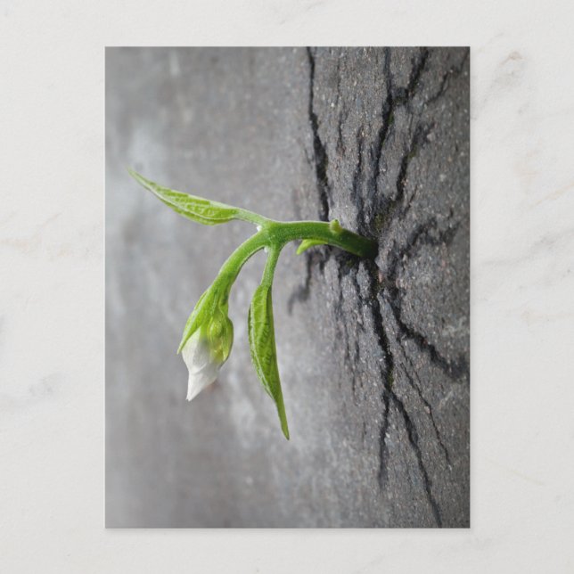 Through Concrete Postcard (Front)