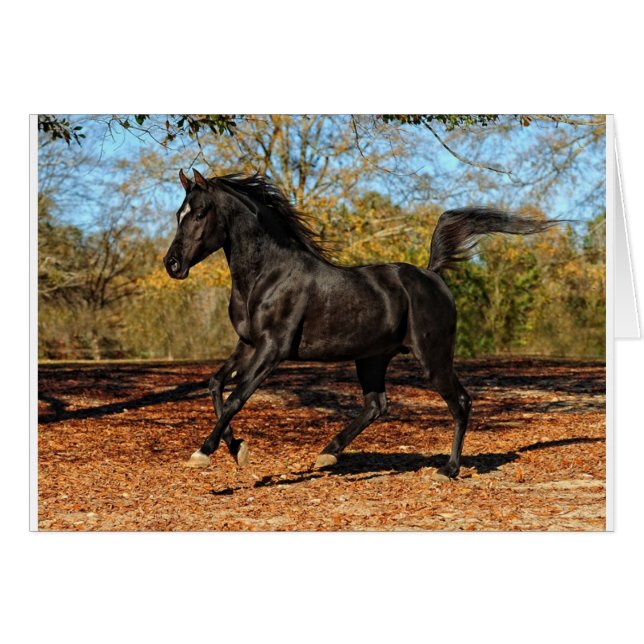 Through the Autumn leaves (Front Horizontal)