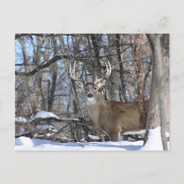 THROUGH THE DEEP SNOW POSTCARD (Front)