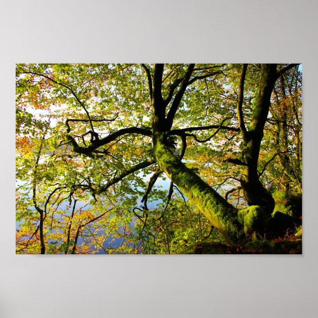 Through the Leaves at Kilronan 3 Poster (Front)