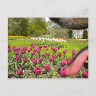 Through the Mouth of the dog? Postcard