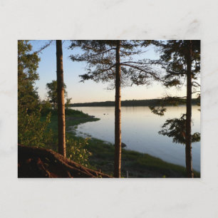 Through the Pines Postcard