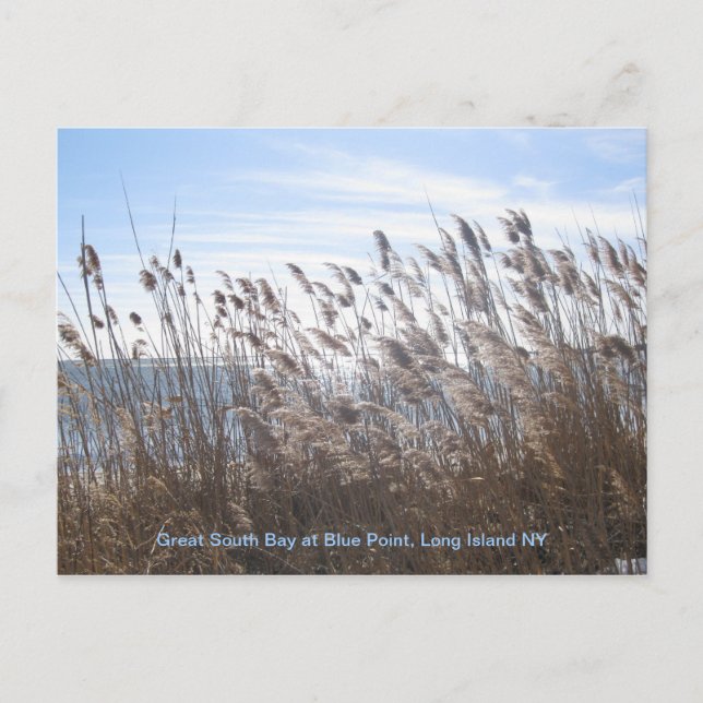 Through the reeds. postcard (Front)