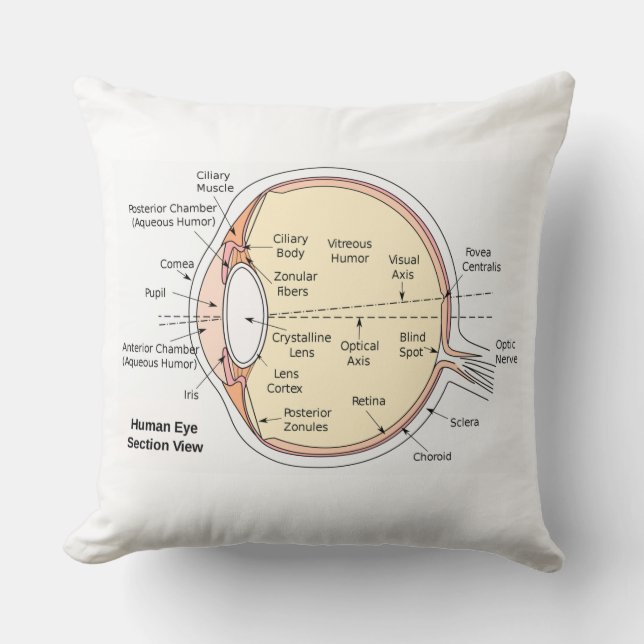 Throw Pillow Human Eye Ball Anatomical Diagram (Front)