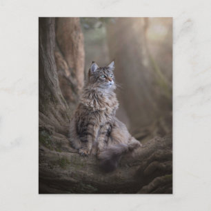 Thula Postcard
