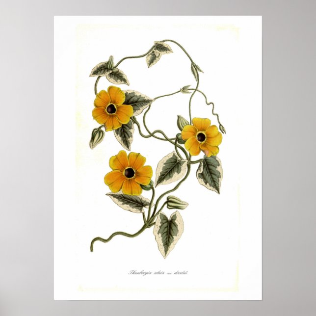 Thunbergia alata poster (Front)