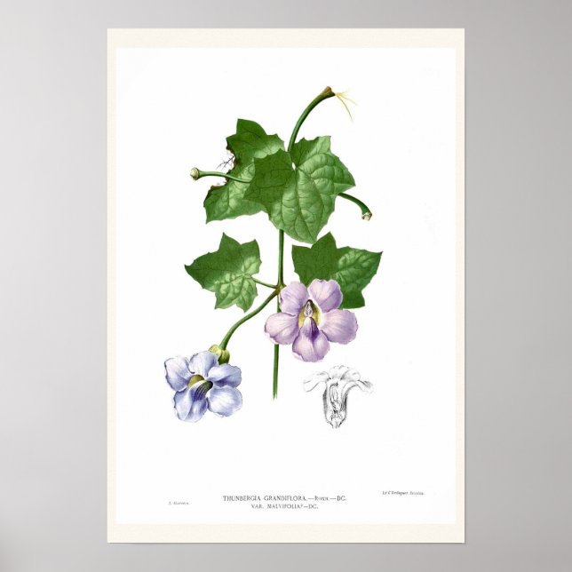 Thunbergia grandiflora poster (Front)