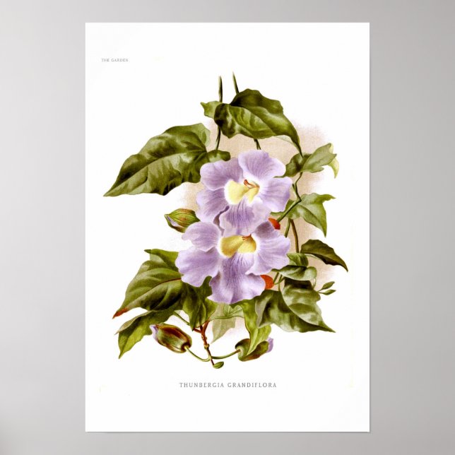 Thunbergia grandiflora poster (Front)