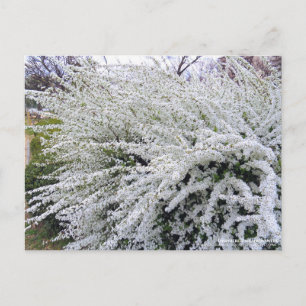 Thunberg's meadowsweet :Postcard Postcard